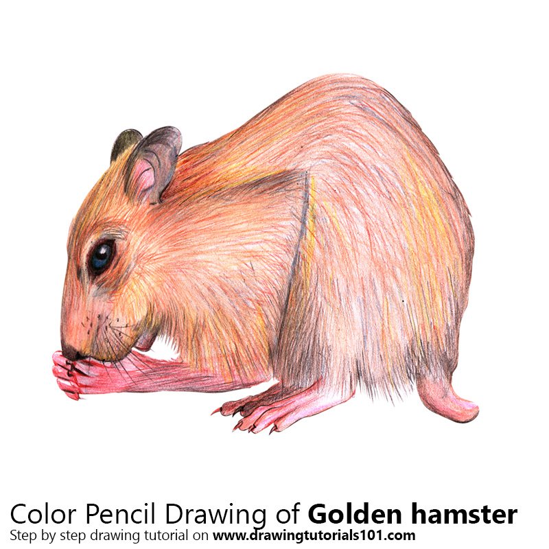 How to Draw a Golden hamster by Color Pencils