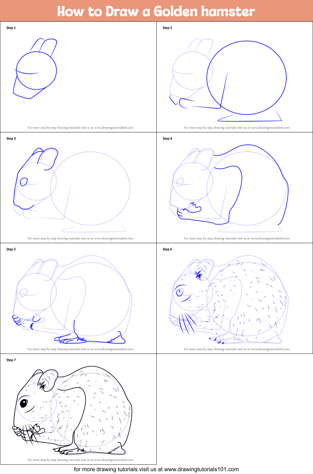 How to Draw a Golden hamster Printable Step by Step