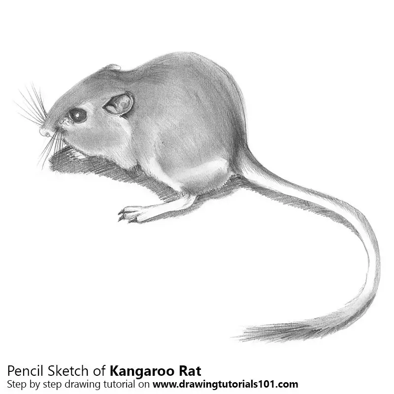 Pencil Sketch of Kangaroo Rat - Pencil Drawing