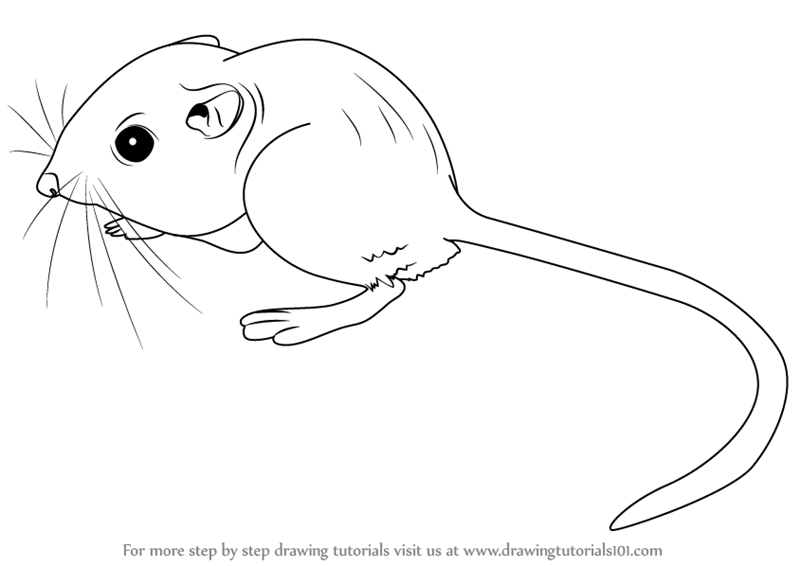 Learn How to Draw a Kangaroo Rat Rodents Step by Step