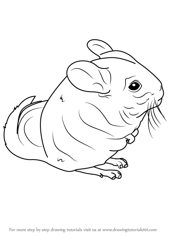Learn How to Draw a Long-Tailed Chinchilla (Rodents) Step by Step