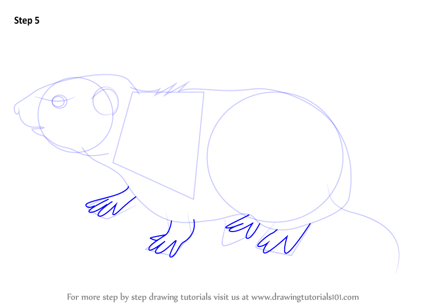 How to Draw a Meadow Vole (Rodents) Step by Step