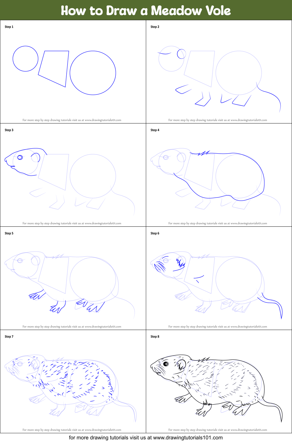 How to Draw a Meadow Vole Printable Step by Step