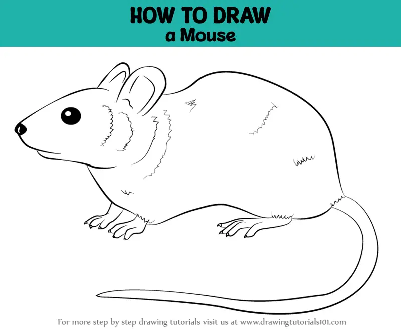 Rat, mouse - sketch, the drawing in color (set 2) Stock Vector | Adobe Stock
