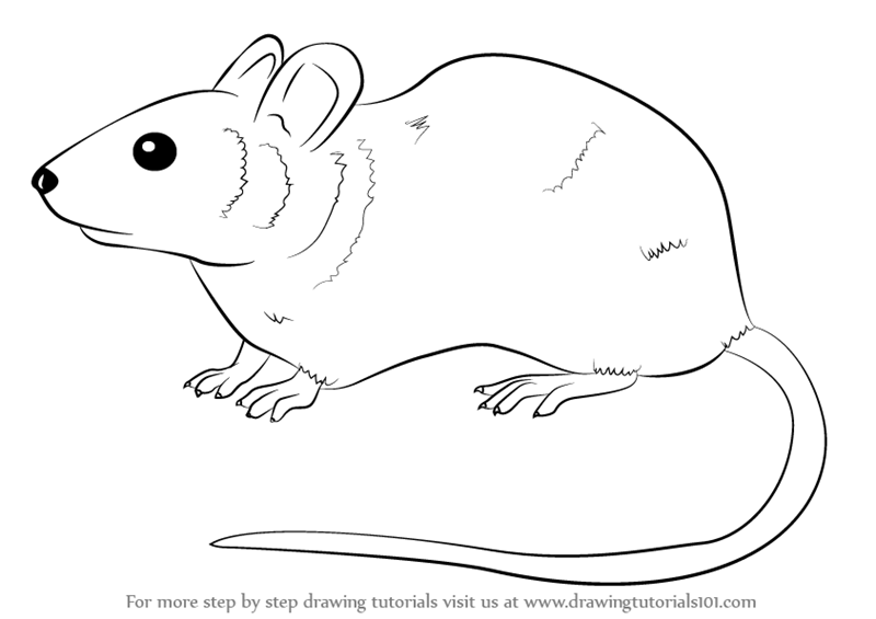 Learn How to Draw a Mouse Rodents Step by Step Drawing