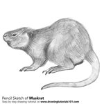 How to Draw a Muskrat