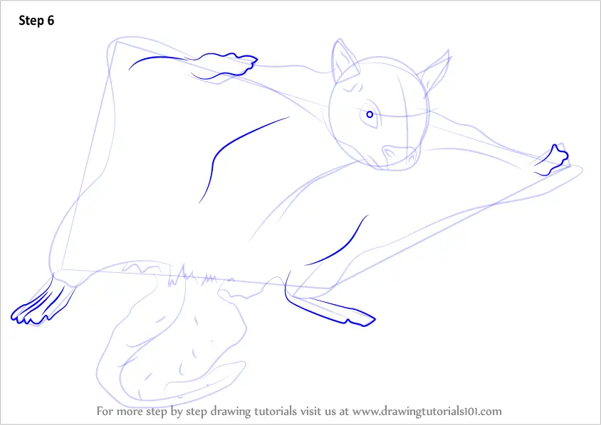 Step by Step How to Draw a Northern Flying Squirrel