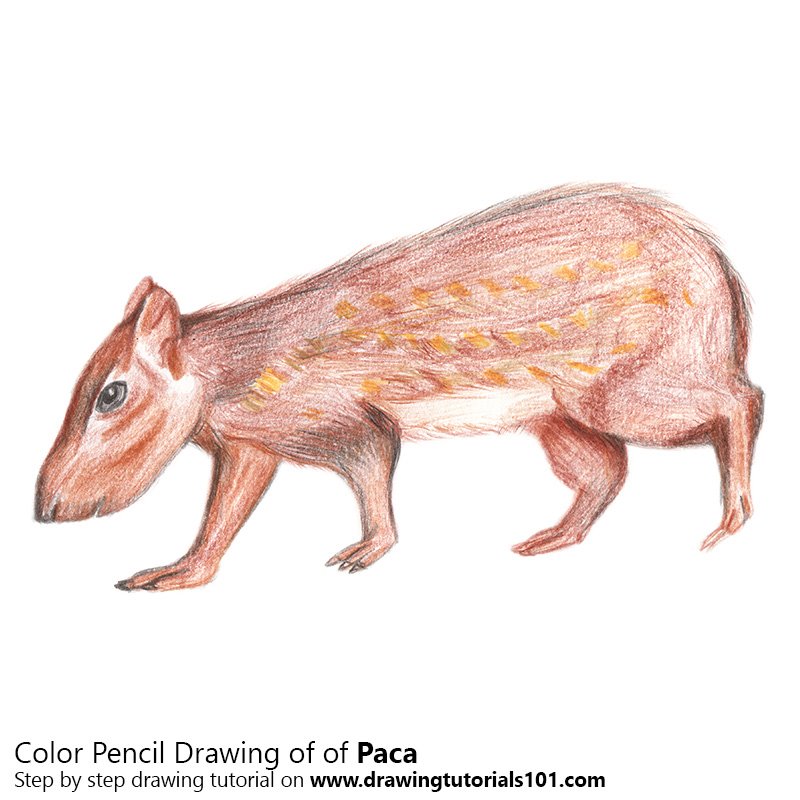 How to Draw a Paca by Color Pencils