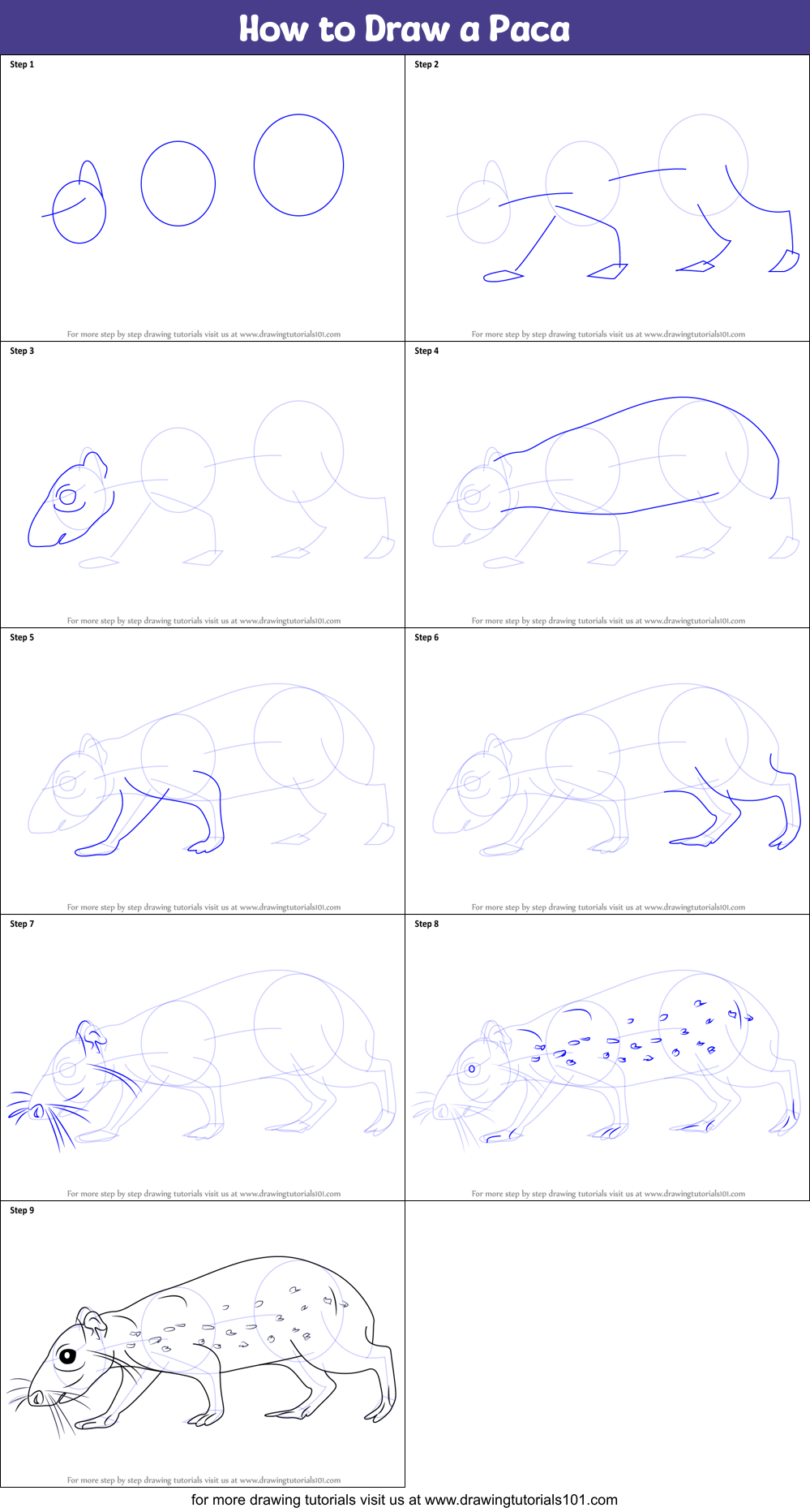 How to Draw a Paca Printable Step by Step