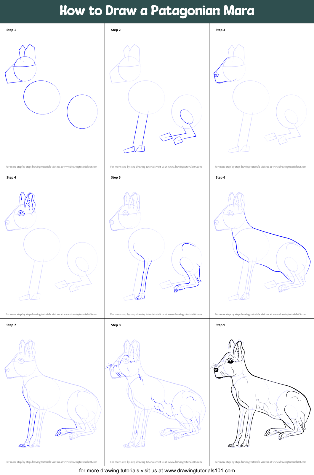 How to Draw a Patagonian Mara Printable Step by Step