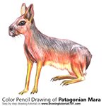 How to Draw a Patagonian Mara