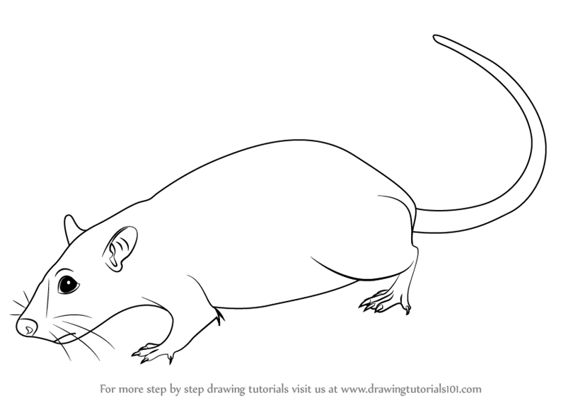 Learn How to Draw a Rat Rodents Step by Step Drawing