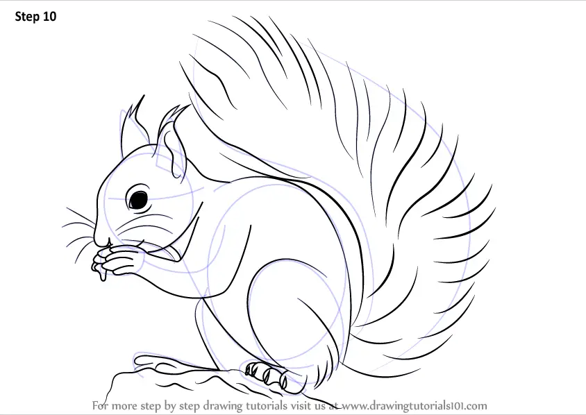 Premium Vector | Squirrel hand drawing