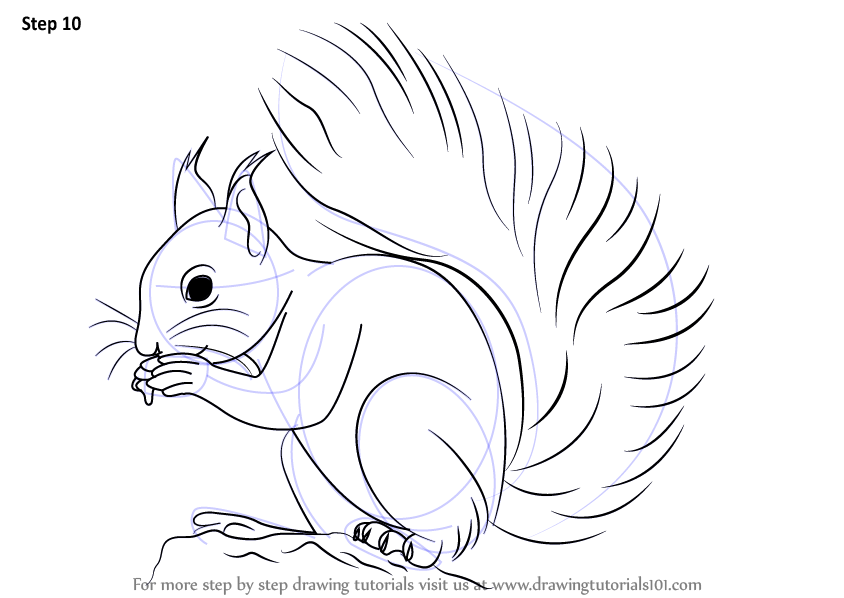 Squirrel Drawing Images  Free Download on Freepik