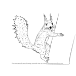 How to Draw a Squirrel Climbing a Tree