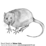 How to Draw a Water Rat