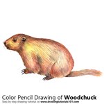 How to Draw a Woodchuck