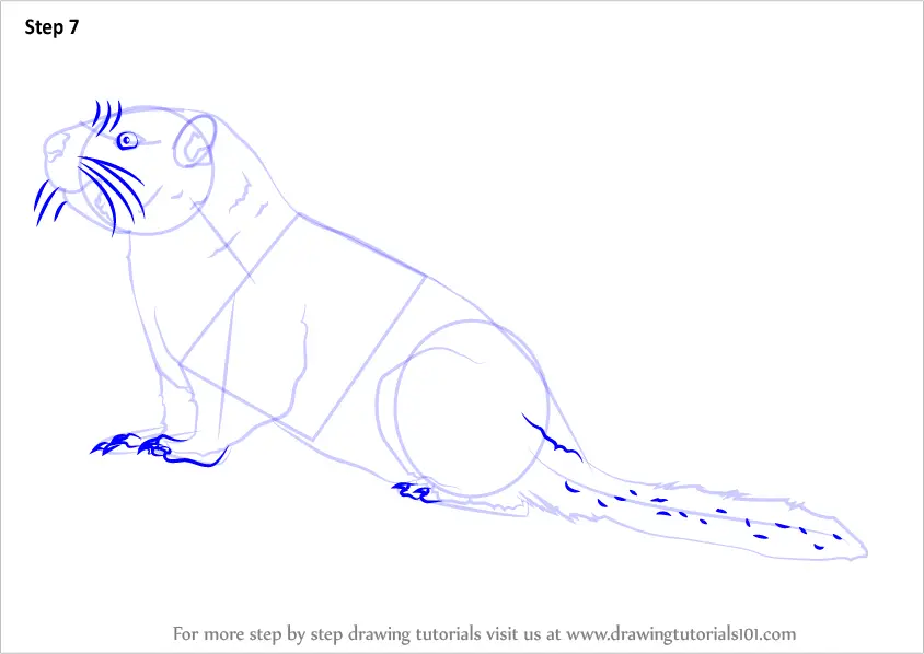 yellow bellied marmot coloring pages - photo #12