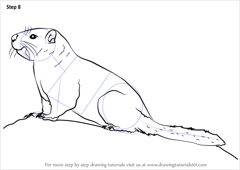 Learn How to Draw a Yellow-Bellied Marmot (Rodents) Step by Step