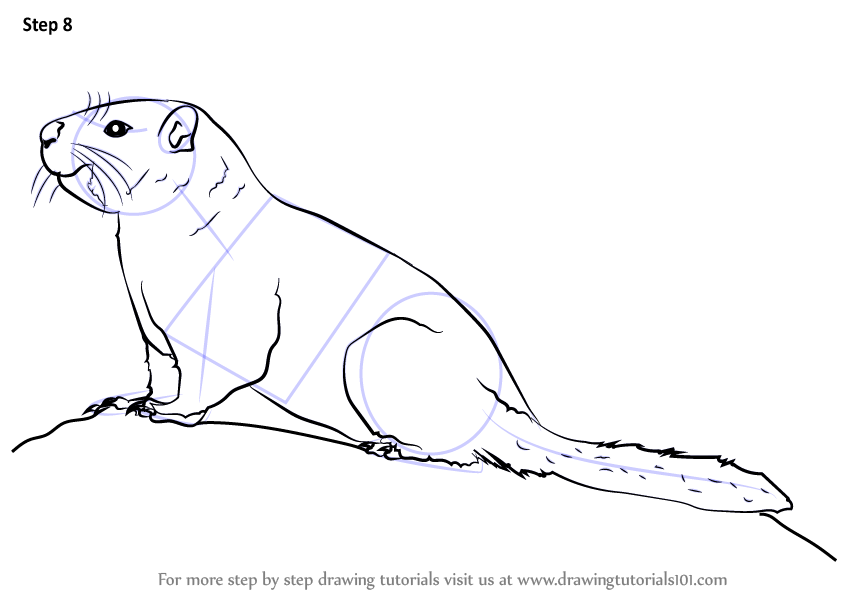 Learn How to Draw a Yellow-Bellied Marmot (Rodents) Step by Step