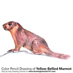 How to Draw a Yellow-Bellied Marmot