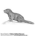 How to Draw a Yellow-Bellied Marmot