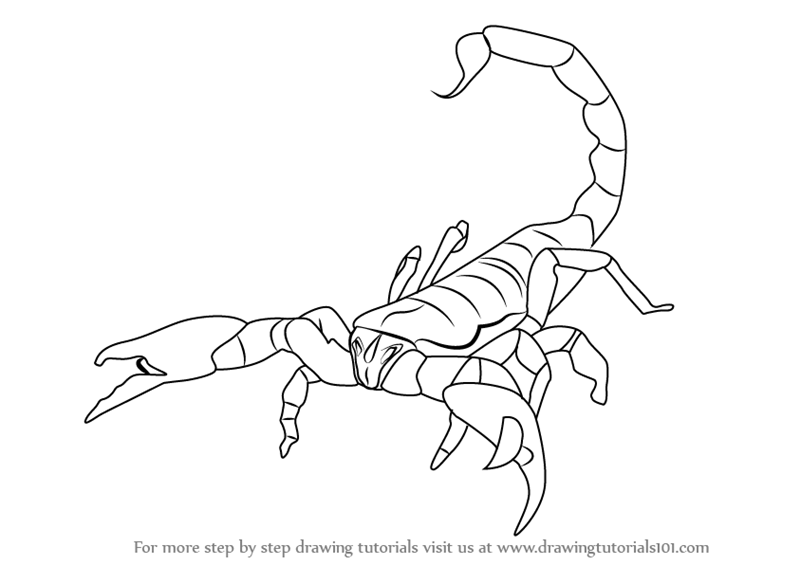 Learn How to Draw an Emperor Scorpion (Scorpions) Step by Step