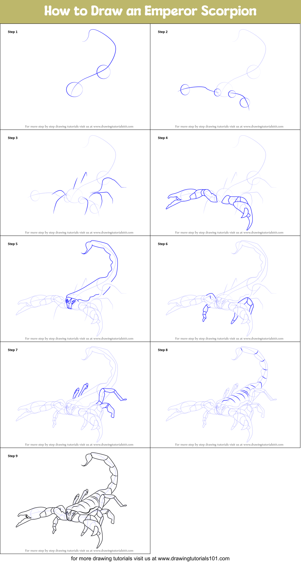 How to Draw an Emperor Scorpion Printable Step by Step