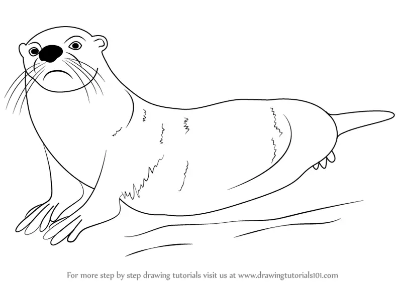 Learn How to Draw an African Clawless Otter (Sea Water Animals) Step by