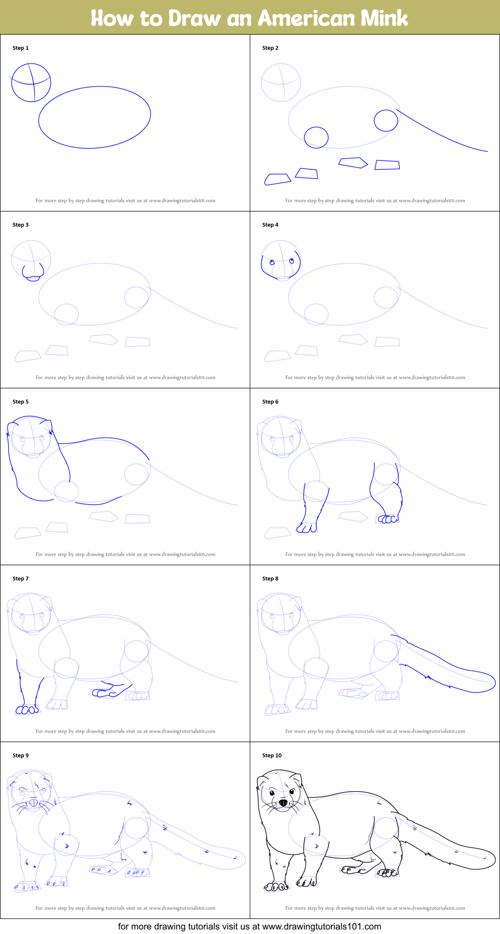How to Draw an American Mink Printable Step by Step