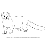 How to Draw an American Mink