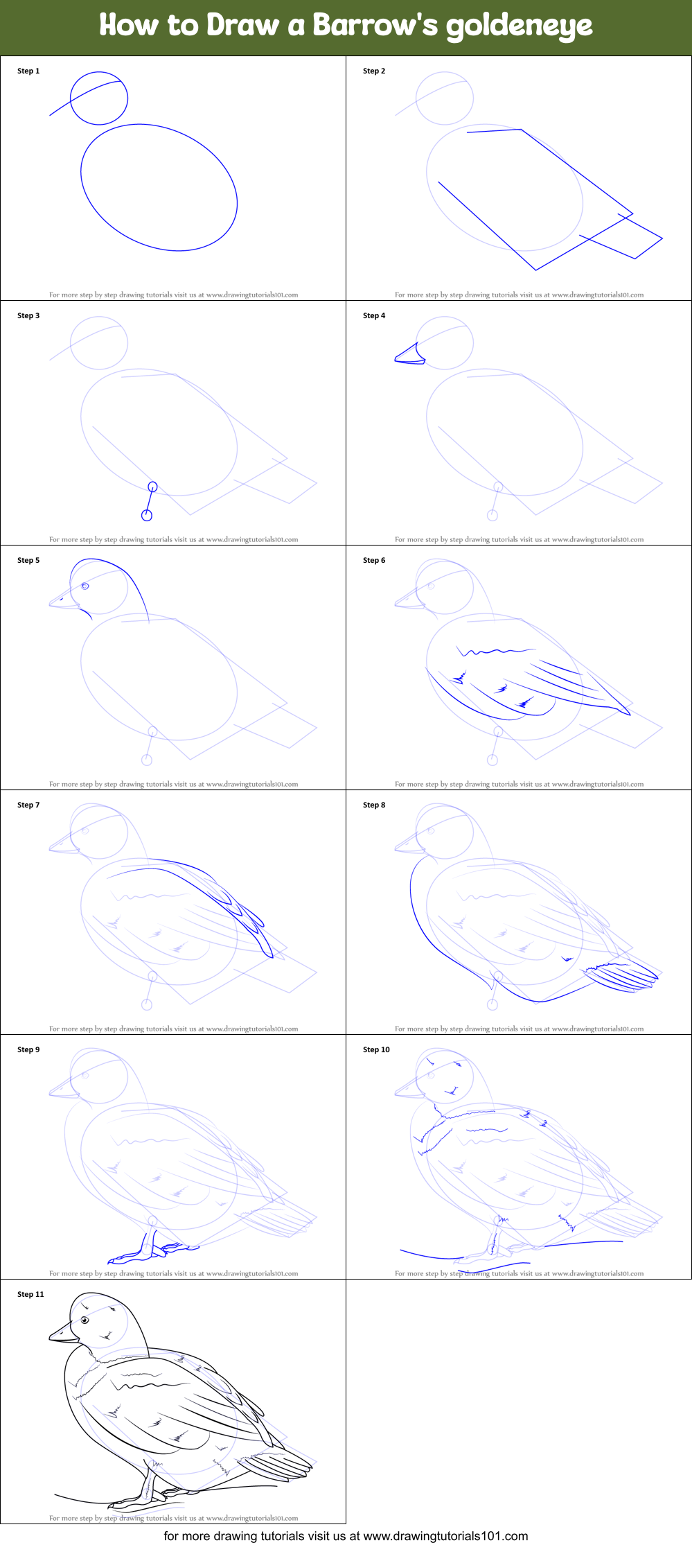 How to Draw a Barrow's goldeneye Printable Step by Step