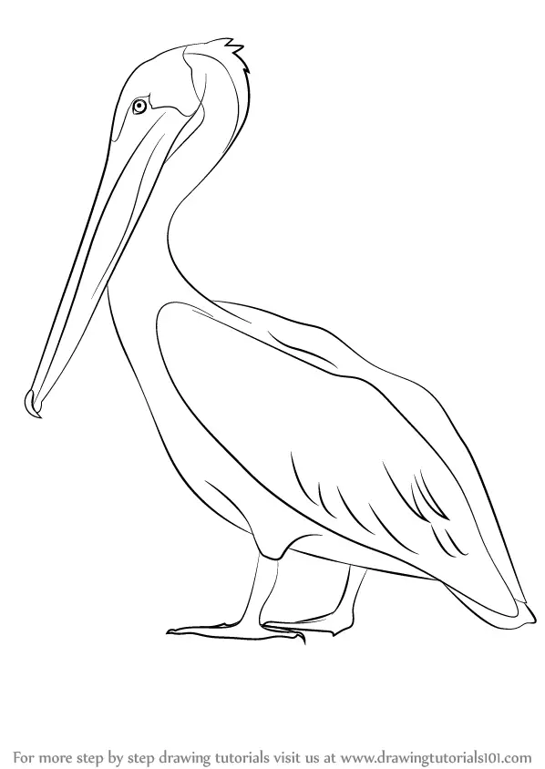 Learn How to Draw a Brown Pelican (Sea Water Animals) Step by Step