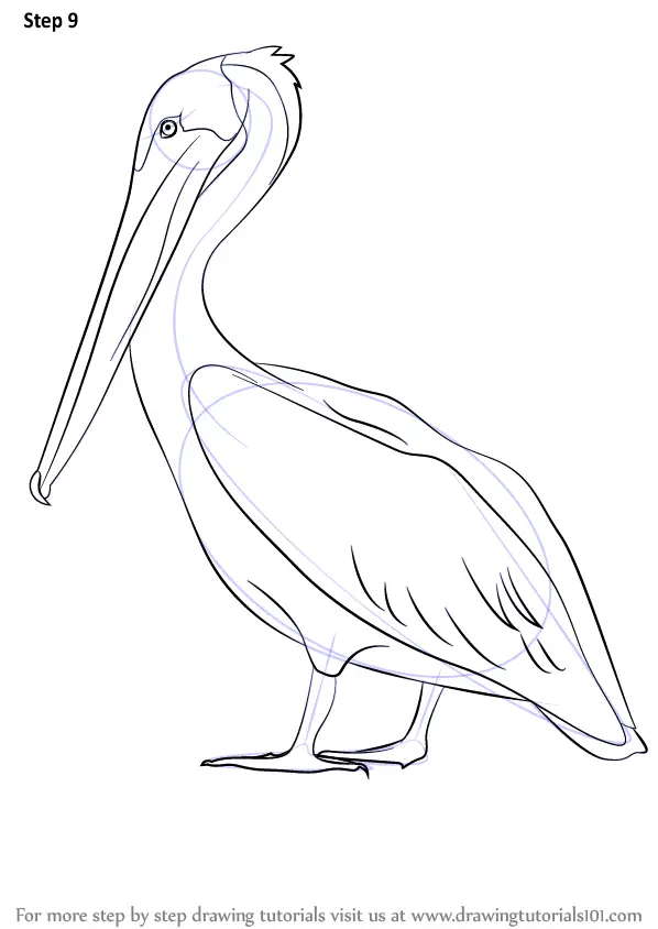 Pelican Drawing Image  Drawing Skill