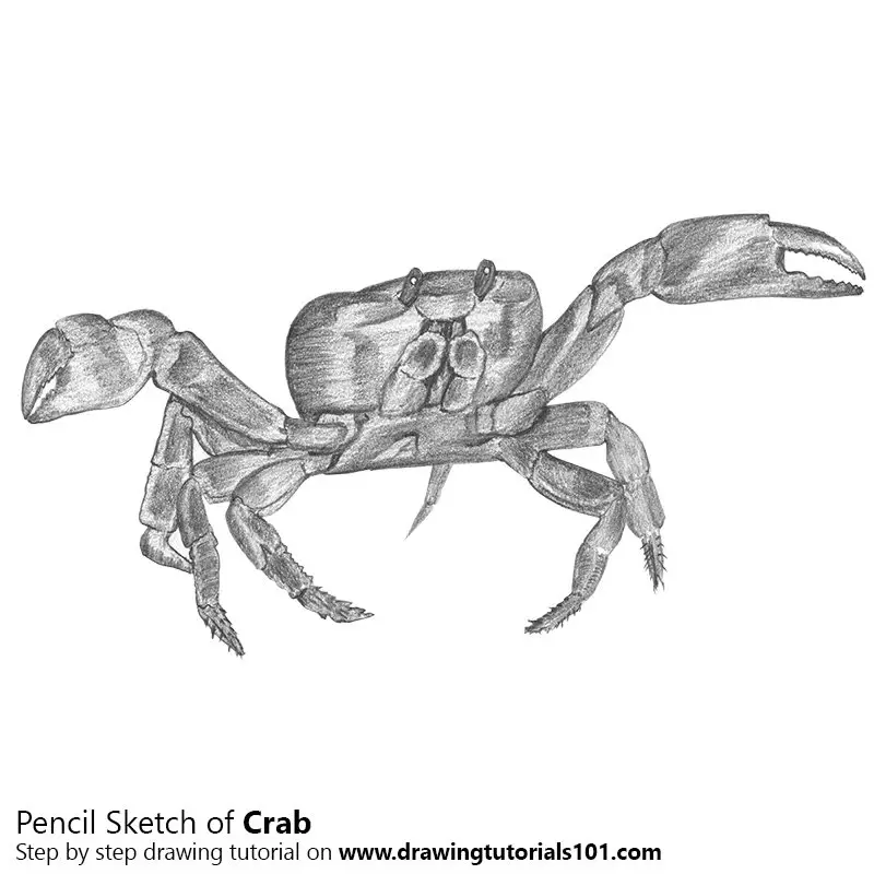 Pencil Sketch of Crab - Pencil Drawing