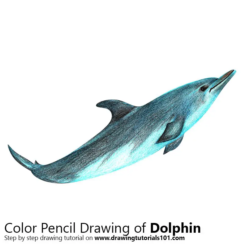 Dolphin Colored Pencils - Drawing Dolphin with Color Pencils