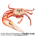 How to Draw a Fiddler Crab