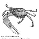 How to Draw a Fiddler Crab