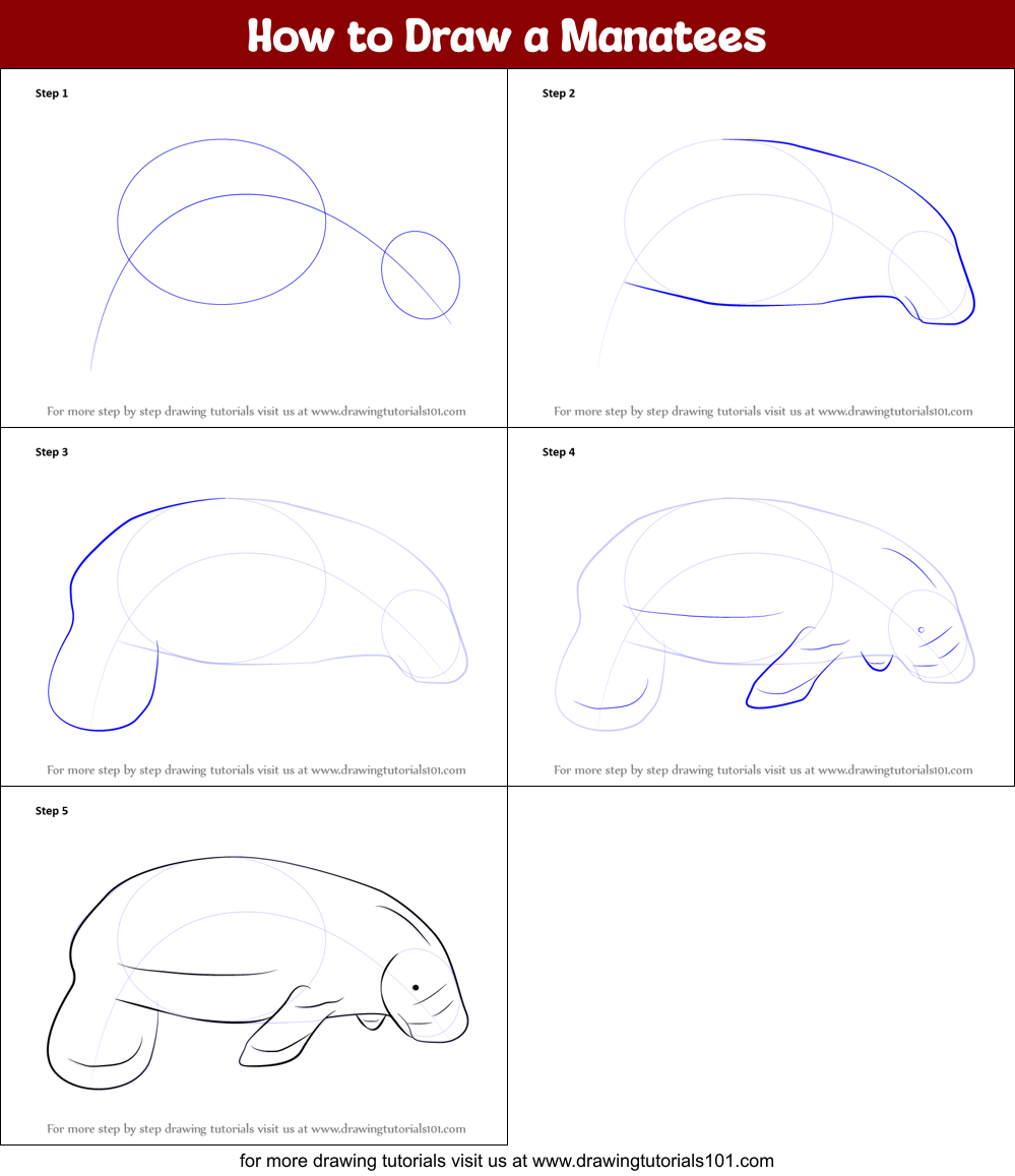How to Draw a Manatees printable step by step drawing sheet