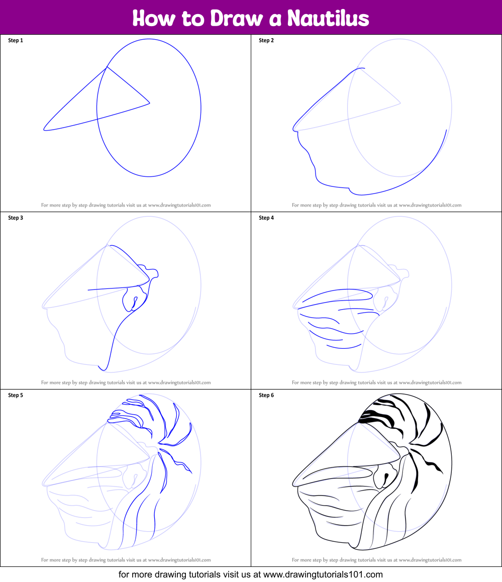 How to Draw a Nautilus Printable Step by Step