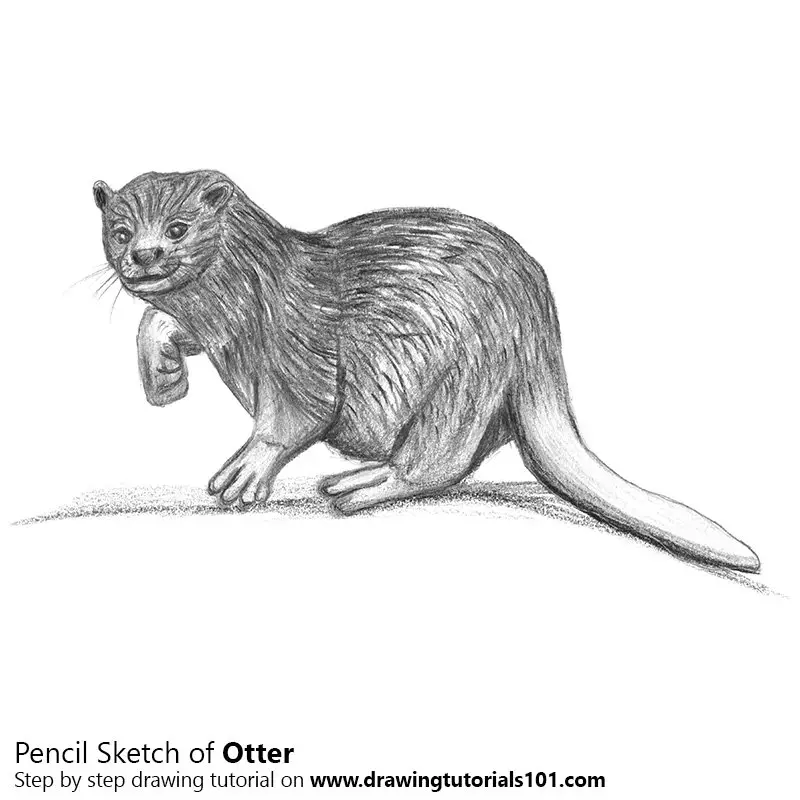 Pencil Sketch of Otter - Pencil Drawing