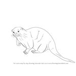 How to Draw an Otter