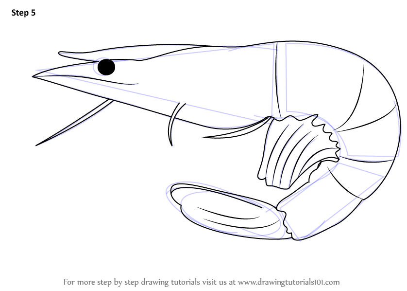 Step by Step How to Draw a Prawn : DrawingTutorials101.com