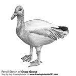 How to Draw a Snow Goose