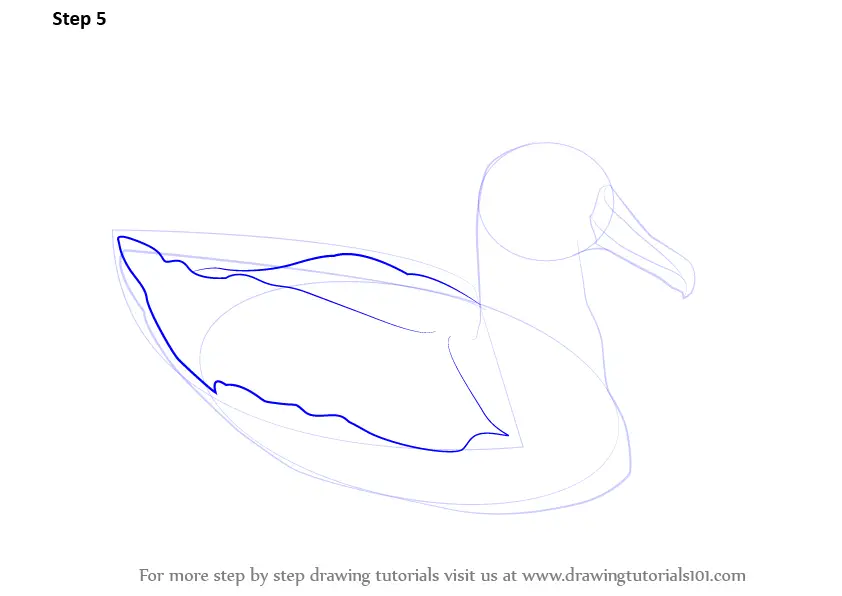 Learn How to Draw a Albatross (Seabirds) Step by Step : Drawing Tutorials