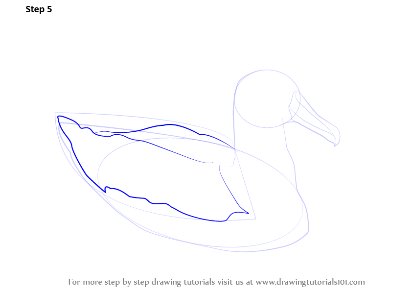 Learn How to Draw a Albatross (Seabirds) Step by Step : Drawing Tutorials