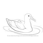 How to Draw a Albatross
