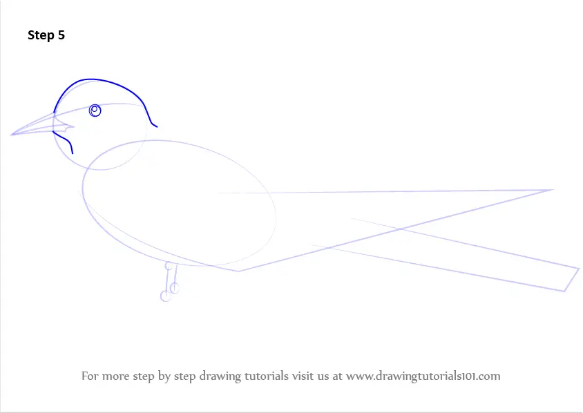 Learn How to Draw an Arctic Tern (Seabirds) Step by Step ...