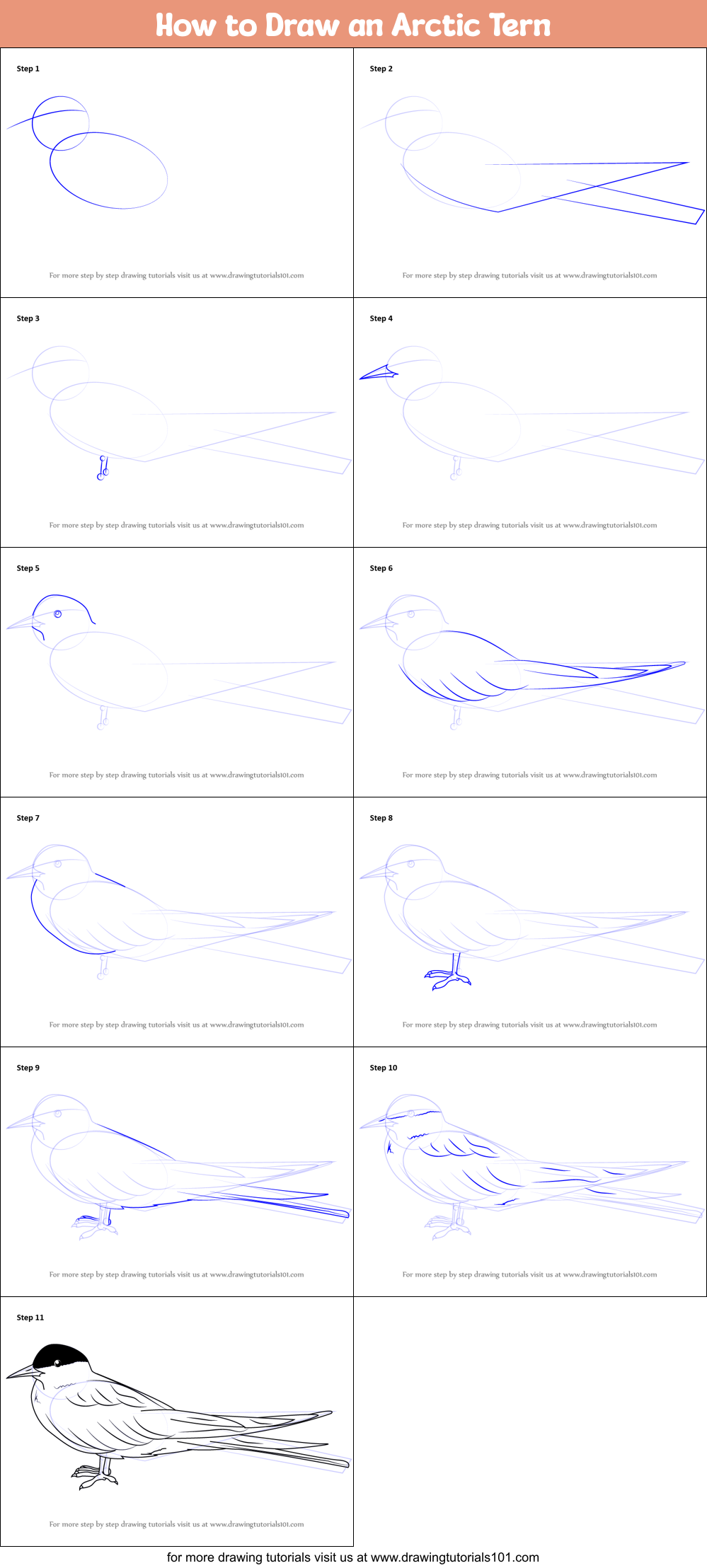 How to Draw an Arctic Tern Printable Step by Step