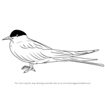 How to Draw an Arctic Tern